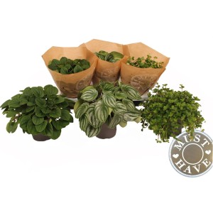 Verschiedene Zwergpfeffer-Sorten (Peperomia) im Topf, ca. 30 cm hoch.