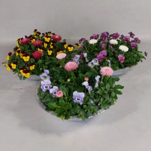 Frühlingsblüher in Zinkschale mit Gänseblümchen und Hornveilchen, verschiedene Farben.