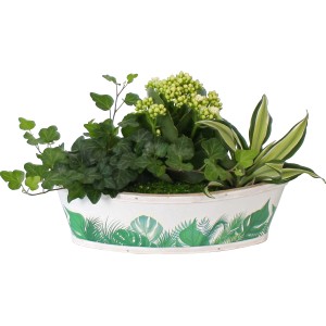 Pflanzen-Arrangement im Bambus-Boot, bepflanzte Schale mit Efeu, Kalanchoe und Drachenbaum, Ø 29cm.