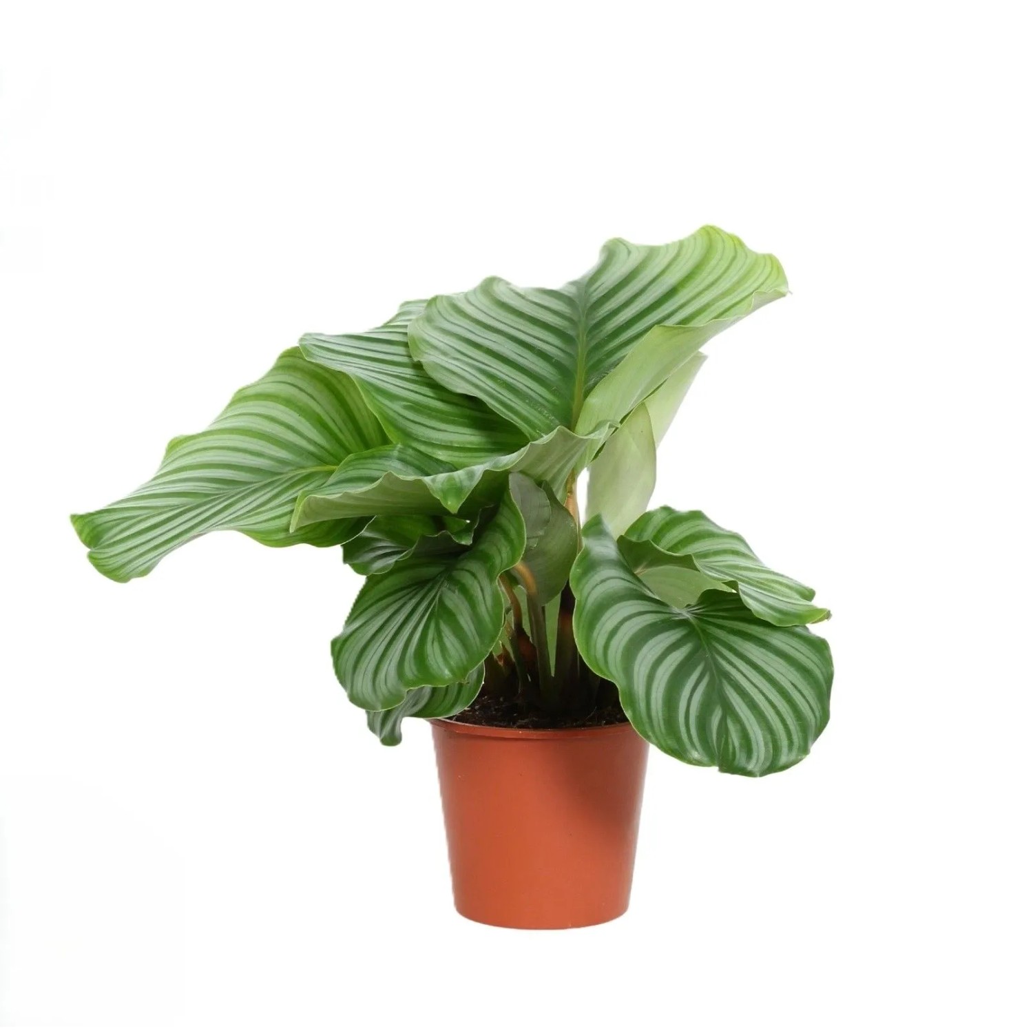 eibe günstig kaufen Taxus baccata main image 1