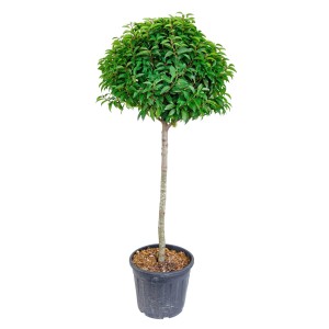 Portugiesischer Kirschlorbeer Stämmchen, ca. 100 cm hoch, im Topf.