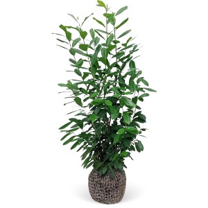 Kirschlorbeer "Novita" Set à 12 Stück Höhe ca. 175 - 200 cm Prunus laurocerasus