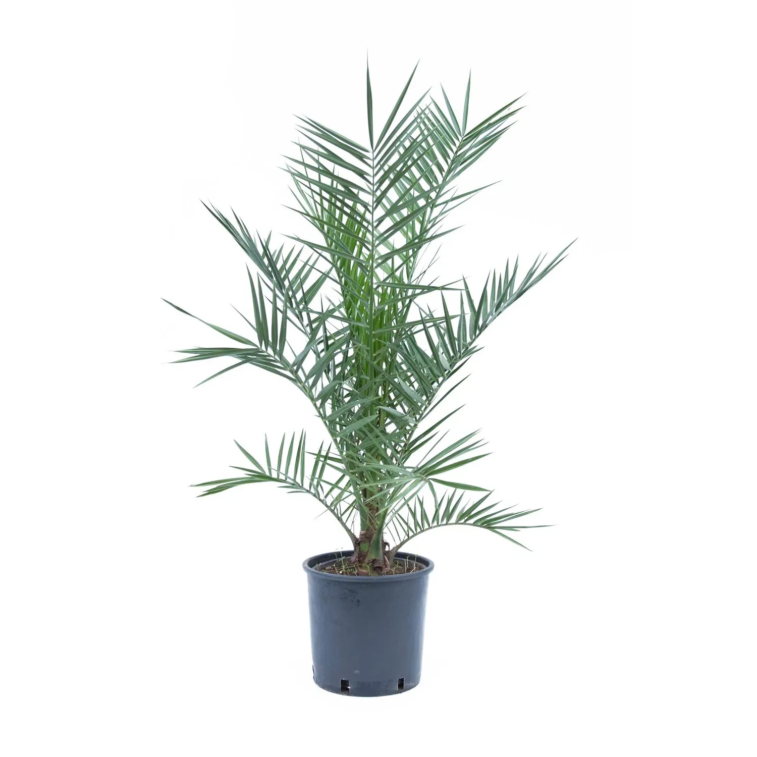 GROW by OBI Kanarische Dattelpalme ca. 60/80 cm Topf ca. 4 l Phoenix  canariensis kaufen bei OBI