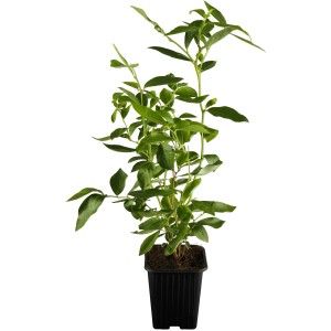 Heidelbeere Elisabeth im Topf, ca. 20-30 cm hoch, grüne Blätter.