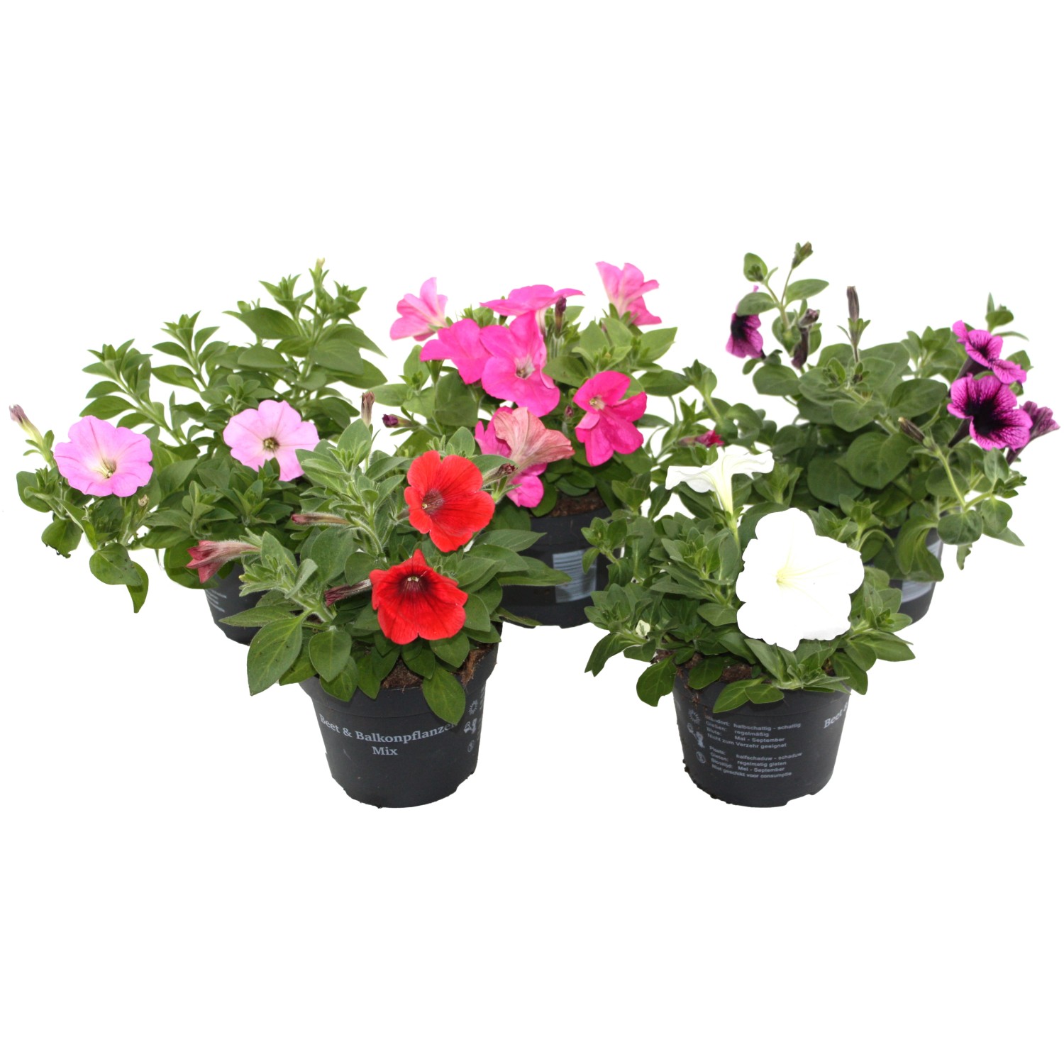 Garten-Petunie Sonderfarben Topf-Ø Ca. 12 Cm Petunia Hybriden ...