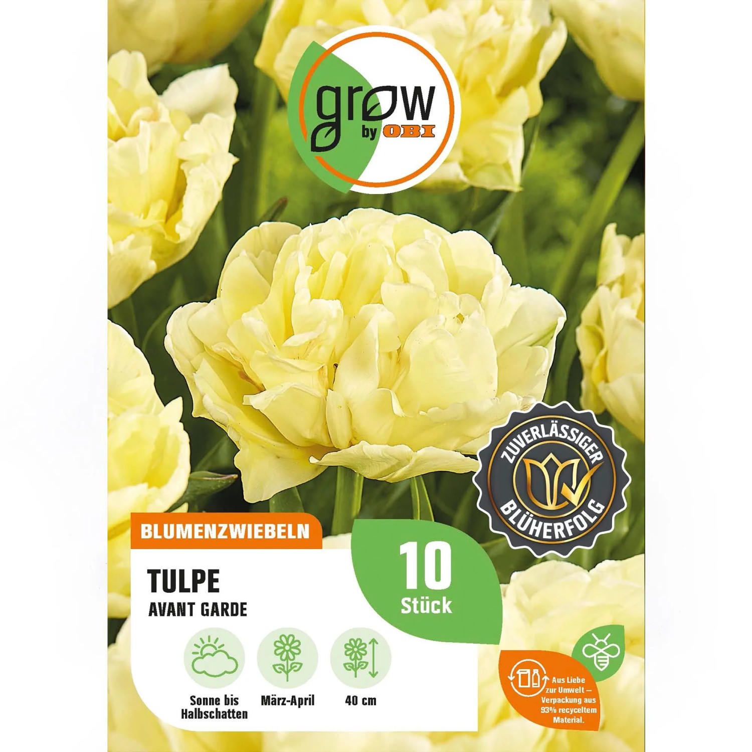 Gelbe Pfingstrosen-Tulpe Avant Garde (Tulipa), Blumenzwiebel für Beet und Garten.