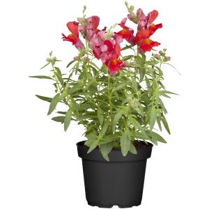 Löwenmäulchen im Topf, ca. 14 cm Ø, mit roten und rosa Blüten. Ideal für Beet, Balkon und als Bienenweide.