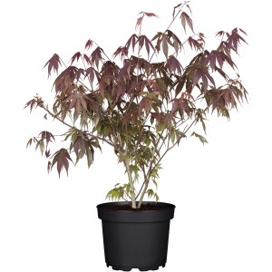 OBI Fächerahorn "Atropurpureum" Rot Container ca. 3 l