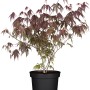 OBI Fächerahorn 'Atropurpureum' im Topf, rotes Laub.