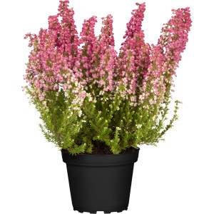 Erika Savanah im Topf, ca. 12 cm, mit rosa-weißen Blüten.