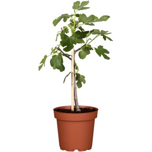 Feigenbaum (Ficus carica) im Topf, ca. 90cm hoch, mit grünen Blättern. Kübelpflanze für Garten & Terrasse.