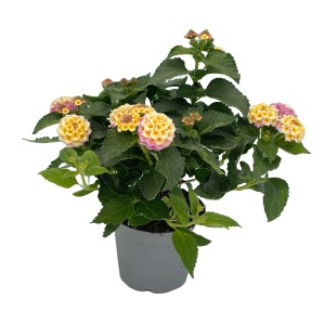 GROW by OBI Wandelröschen Violett im Topf, Kübelpflanze mit gelb-rosa Blüten.