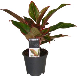 Kolbenfaden Aglaonema Crete im Topf, Blattschmuckpflanze mit grün-gelb-roten Blättern.