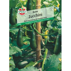 Sperli Zucchini Quine Samen: Rankende Zucchini mit grünen Früchten am Pflanzstab.