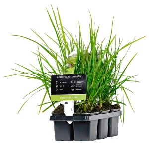 Herbst-Kopfgras Höhe ca. 20 - 30 cm Topf-Ø ca. 9 cm Sesleria autumnalis