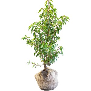 Kirschlorbeer "Angustifolia" Set à 20 Stück Höhe ca. 100-125cm Prunus lusitanica