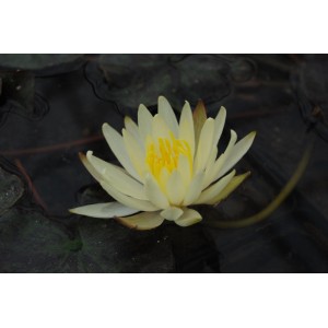 Gelbe Seerose Sulphurea im Topf, Nahaufnahme der Blüte im Gartenteich.