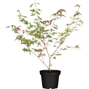 Fächerahorn 'Beni Maiko' im Topf, ca. 40-60 cm hoch, mit grün-roten Blättern.