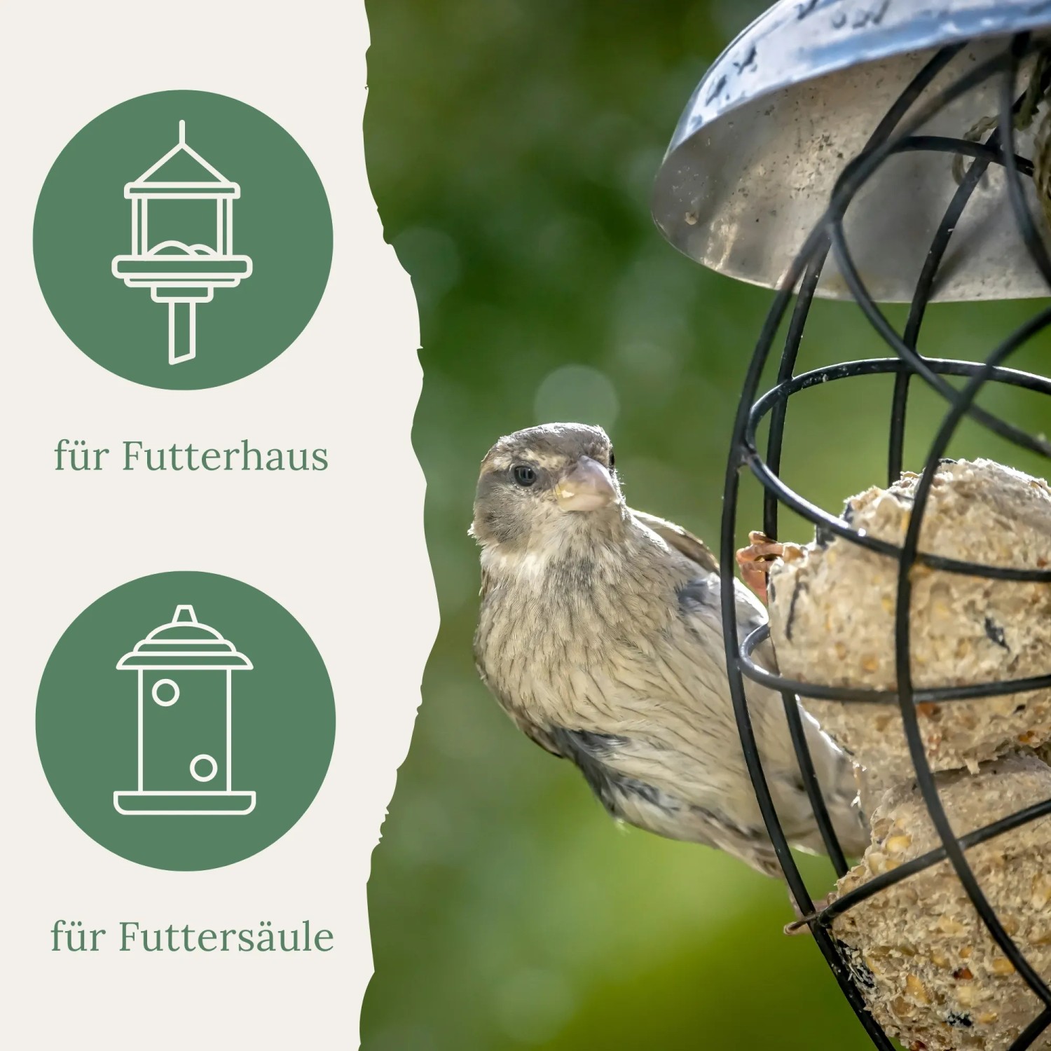 Kleiner Vogel frisst Orni Meisenknödel mit Insekten aus Metallfutterspender. Wildvogelfutter für Futterhaus & Futtersäule.