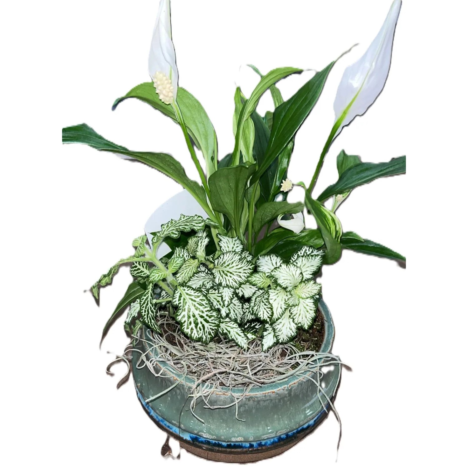 Zimmerpflanzen-Arrangement im zweifarbigen Keramik-Gef Topf- ca. 20 cm  kaufen bei OBI