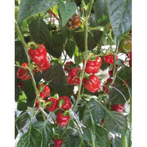 Blu Paprika Rot Midired Pflanze mit reifen, roten Paprikafrüchten im Topf.