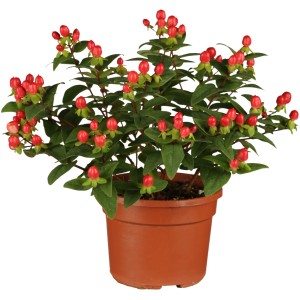OBI Johanniskraut "Magical Red" Gelb Höhe ca. 30 - 40 cm Topf ca. 3 l Hypericum
