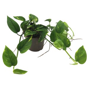 Efeutute Sortenmix im Topf, eine attraktive Grünpflanze mit verschiedenen Blattzeichnungen.