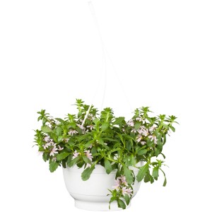 Fächerblume (Scaevola aemula) im Topf, hängende Ampelpflanze mit rosa Blüten.