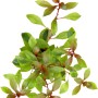 Dennerle Plants Aquariumpflanze Ludwigia Repens Rubin mit grünen und roten Blättern.