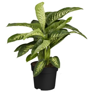 Dieffenbachie "Maroba" im Topf, grüne Zimmerpflanze mit weiß panaschierten Blättern.