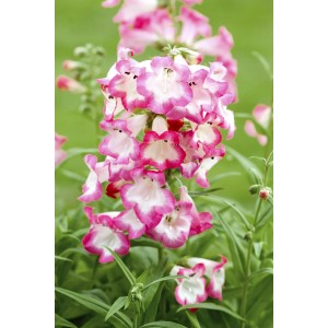 Foto von GROW by OBI Bartfaden (Pentemon hartwegii) mit rosa-weißen Blüten, Topfpflanze für Beet und Balkon.