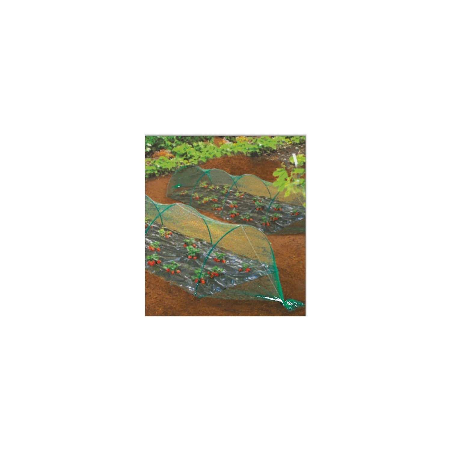 Vogelschutznetz Premium über Erdbeerpflanzen im Garten, Schutz vor Vogelfraß.