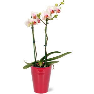 Schmetterlingsorchidee Red Lip im roten Keramiktopf, Topf-Ø 12cm, mit zweifarbigen Blüten.