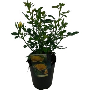 Gelbe Patiorose im Topf (ca. 19 cm Ø). Kompakte Rose für Balkon und Garten.