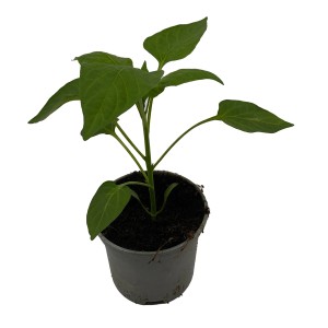 Bio Blockpaprika Rot Pflanze im Topf (Ø 10,5 cm) mit grünen Blättern.