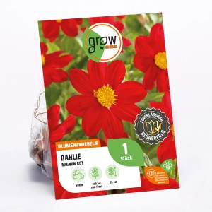 GROW by OBI Dahlie Mignon Rot, ca. 35cm hoch. Blumenzwiebel mit roter Blüte und gelber Mitte.