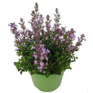 Blühende Hybrid-Katzenminze (Nepeta) im grünen Topf, ca. 28 cm hoch.