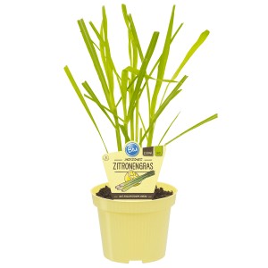 Blu Bio-Zitronengras im Topf, ca. 12cm Durchmesser. Küchenkräuter für exotische Gerichte.