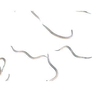 Nahaufnahme von Nematoden, Nützlinge gegen Maulwurfsgrillen und Wiesenschnaken.