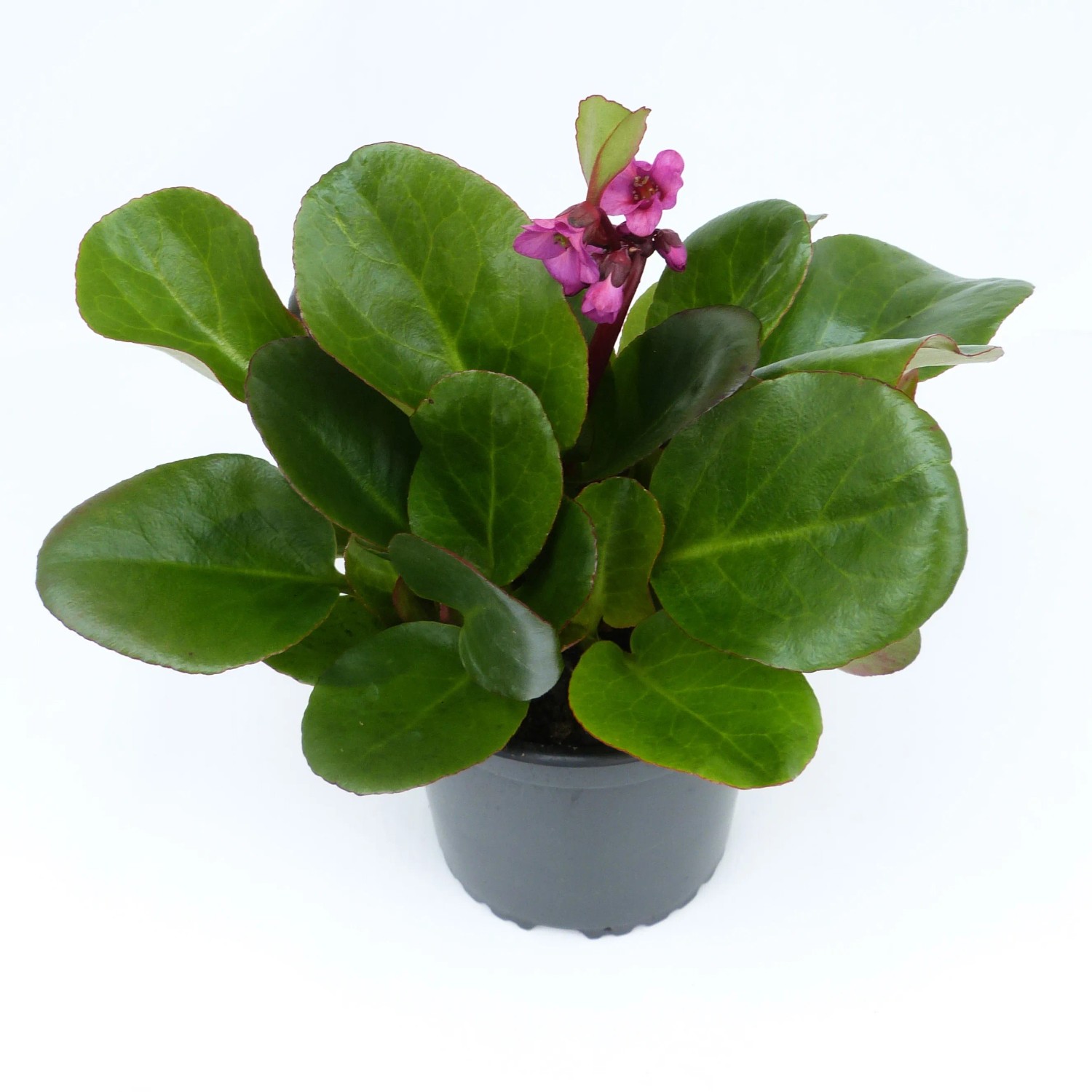 GROW by OBI Elefantenohrenpflanze Topf ca. 13 cm Bergenia cordifolia kaufen  bei OBI