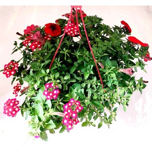 Hängende Beetpflanzen-Ampel mit roten Petunien, Verbenen und Zauberglöckchen im 27 cm Topf.