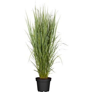 Grüne GROW by OBI Rutenhirse Northwind im Topf, Ziergras für sonnige Standorte.