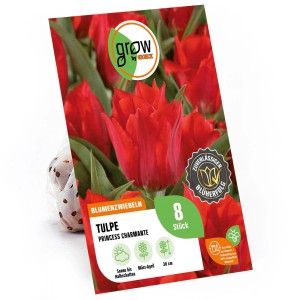 Greigii-Tulpe Princess Charmante, rote Tulpenblüte, Blumenzwiebeln für Beet und Topf.