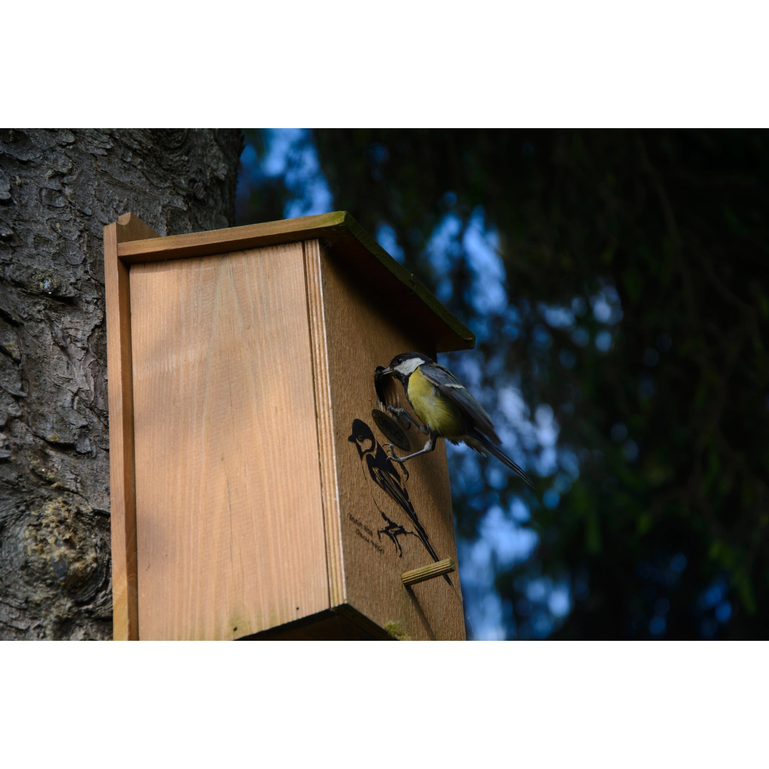 Kiefer Nistkasten mit Kohlmeise und Siebdruckmotiv, angebracht an einem Baum.