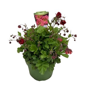 Nelkenwurz 'Geum' im Topf, rote Blüten und grüne Blätter. Kübelpflanze für sonnige Standorte.