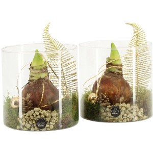 Winterliches Amaryllis-Arrangement im Zylinderglas Topf-Ø ca. 15 cm