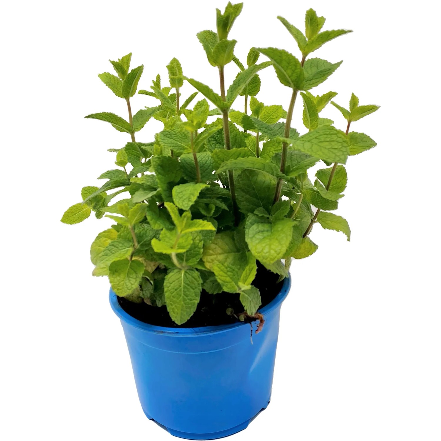 korallenpflanze zimmerpflanze Jatropha multifida