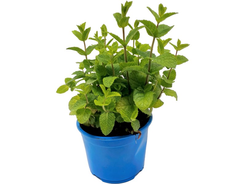 Grow by OBI Bio Minze TopfØ ca. 15 cm "Mentha species" kaufen bei OBI