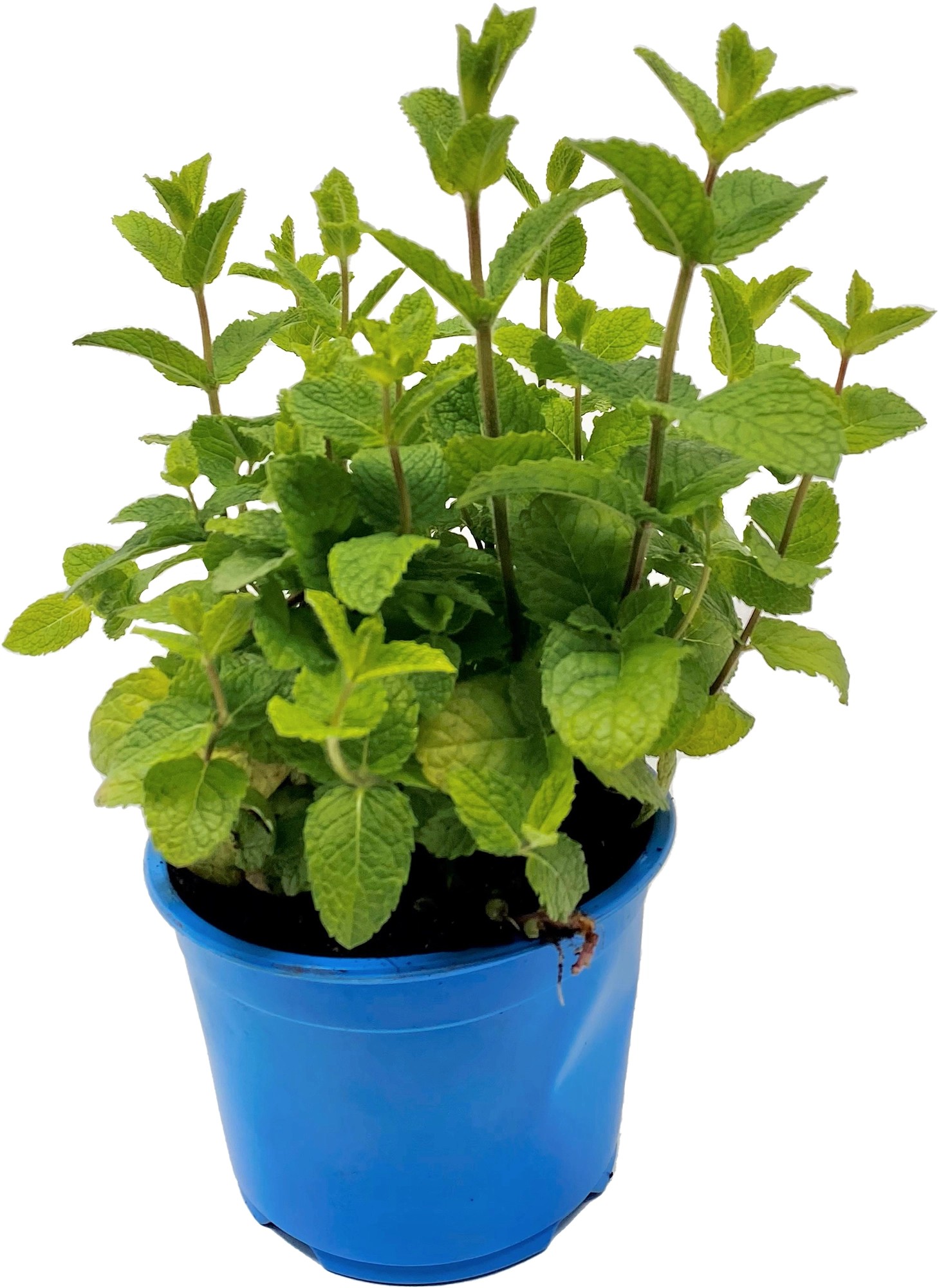 Grow by OBI Bio Minze TopfØ ca. 15 cm "Mentha species" kaufen bei OBI