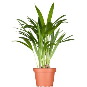Goldfruchtpalme (Areca) im Topf, grüne Zimmerpflanze für ein tropisches Flair.